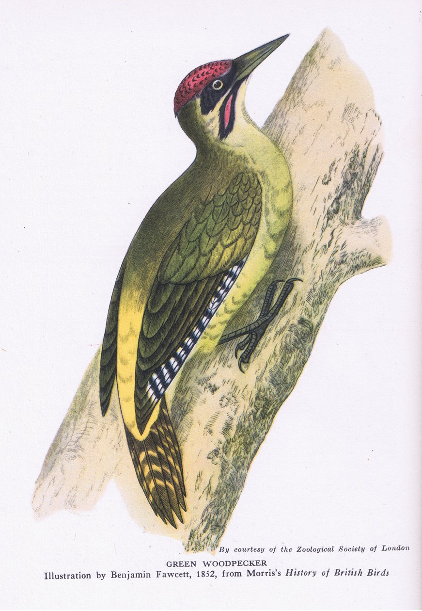 Green Woodpecker, Nature in Britain, wyd. Collins autorstwa Benjamin Fawcett