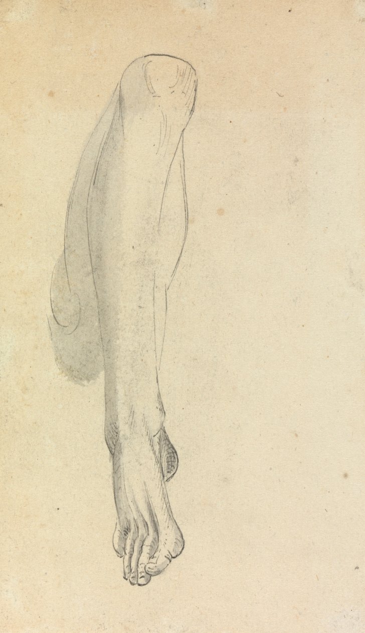 Anatomiczne studium nogi autorstwa Benjamin Robert Haydon