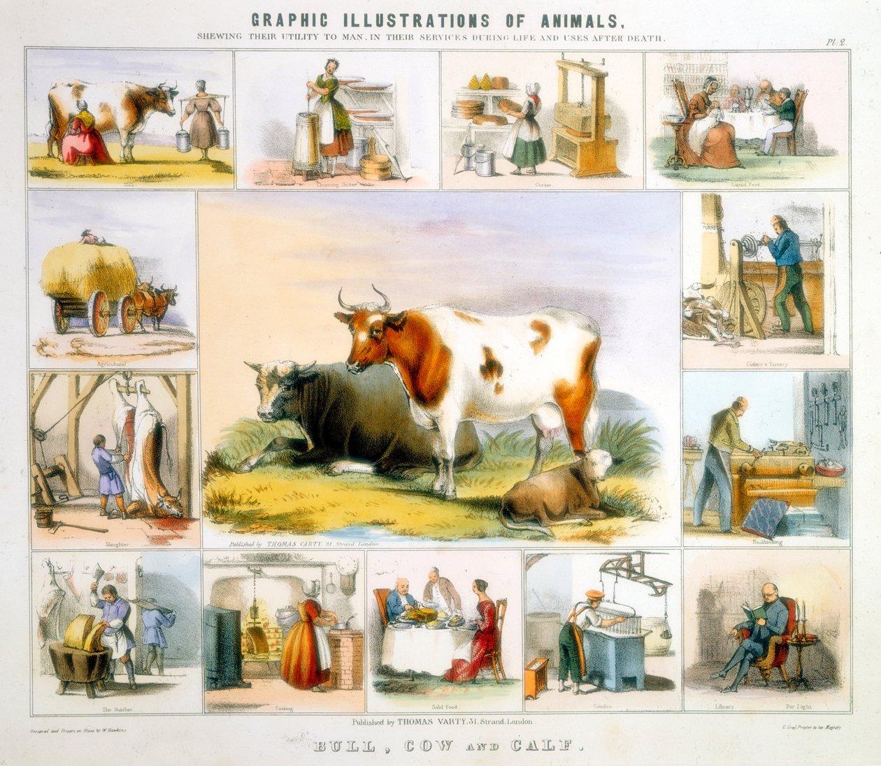 Krowa, ok. 1850 autorstwa Benjamin Waterhouse Hawkins