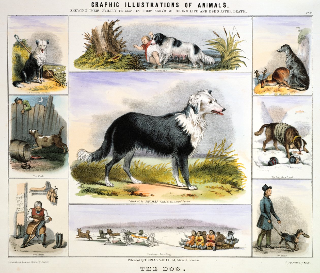 Pies, ok. 1850 autorstwa Benjamin Waterhouse Hawkins