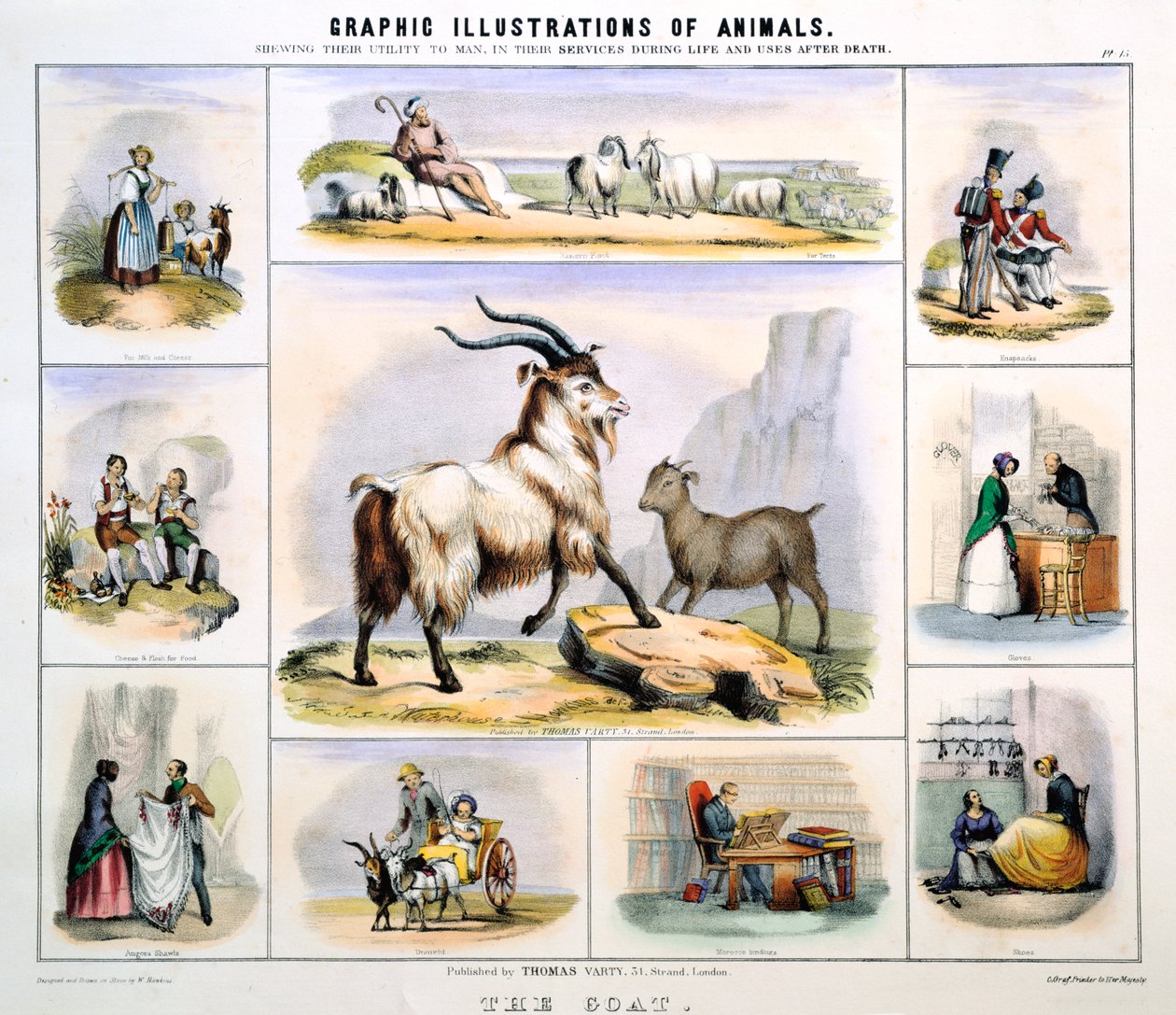 Koza, ok. 1850 autorstwa Benjamin Waterhouse Hawkins