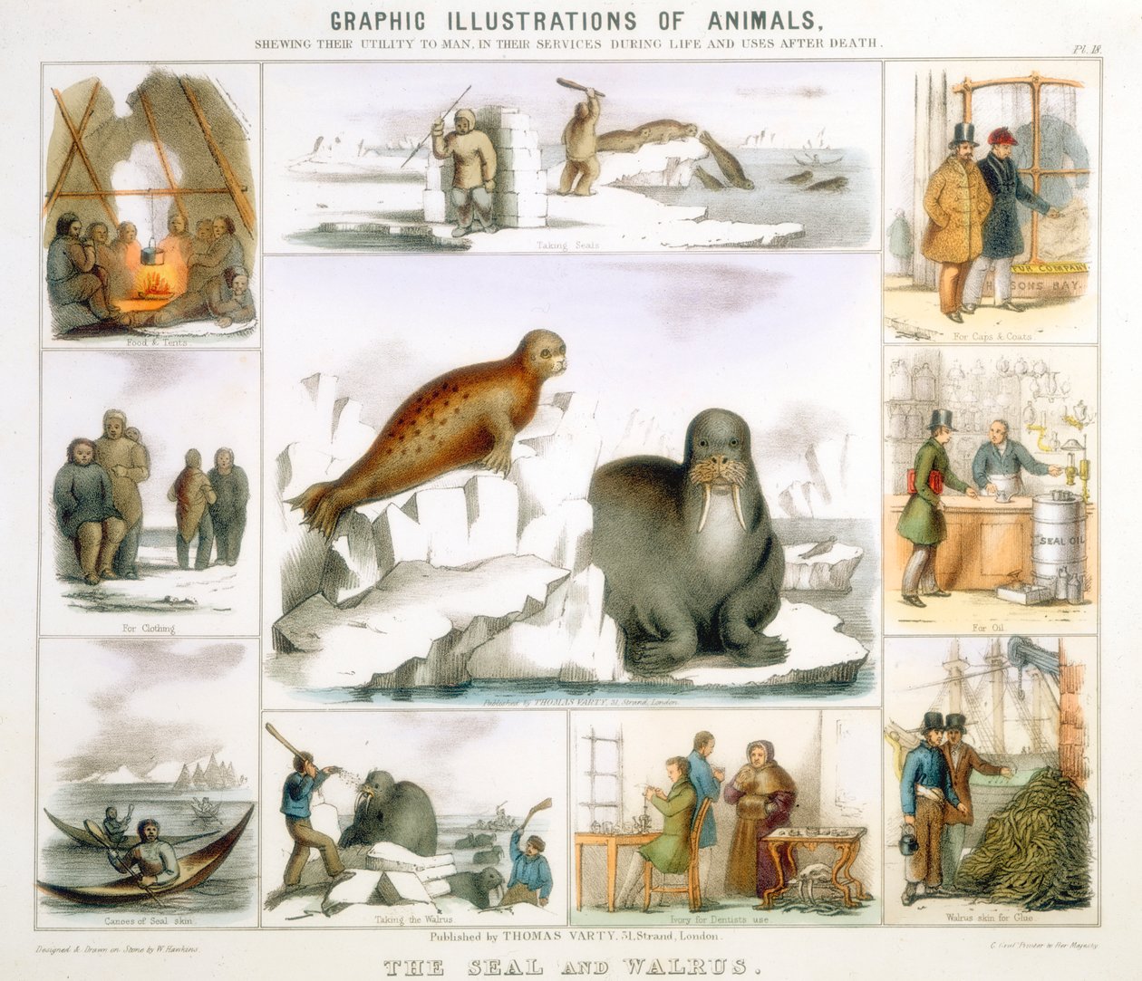 Pieczęć i mors, ok. 1850 autorstwa Benjamin Waterhouse Hawkins
