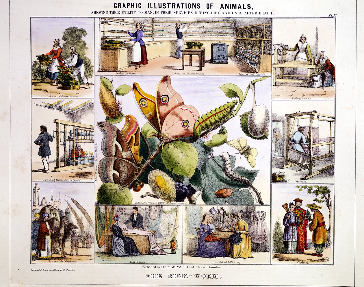 Jedwabnik, ok. 1850 autorstwa Benjamin Waterhouse Hawkins