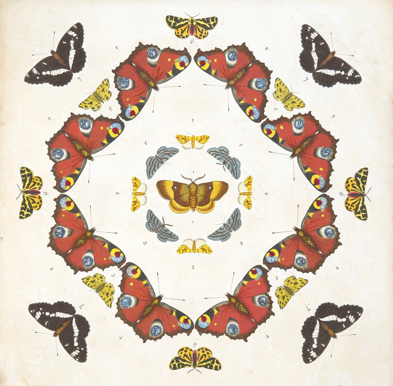 Fragment z tablicy 1, z książki Rzadkie przedstawienie motyli i ciem, wyd. 1764 (grawerowanie ręcznie kolorowane) autorstwa Benjamin Wilkes