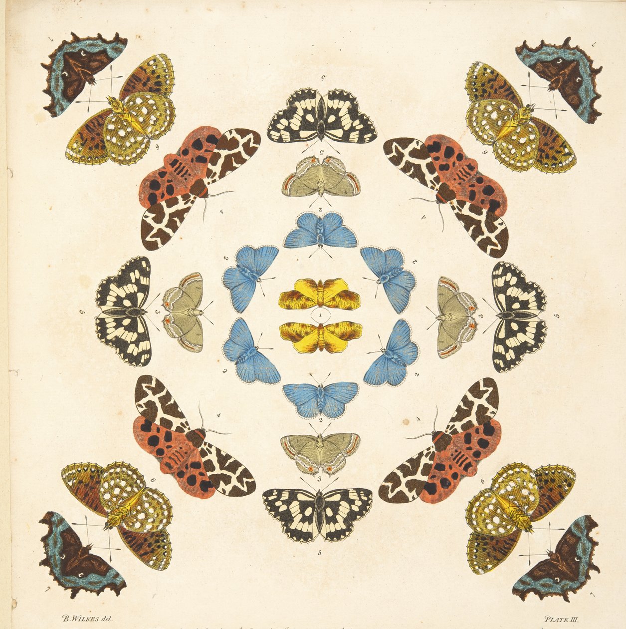 Fragment z il. III, z Rzadkich przedstawień motyli i ciem, wyd. 1764 (grawerowanie ręcznie kolorowane) autorstwa Benjamin Wilkes