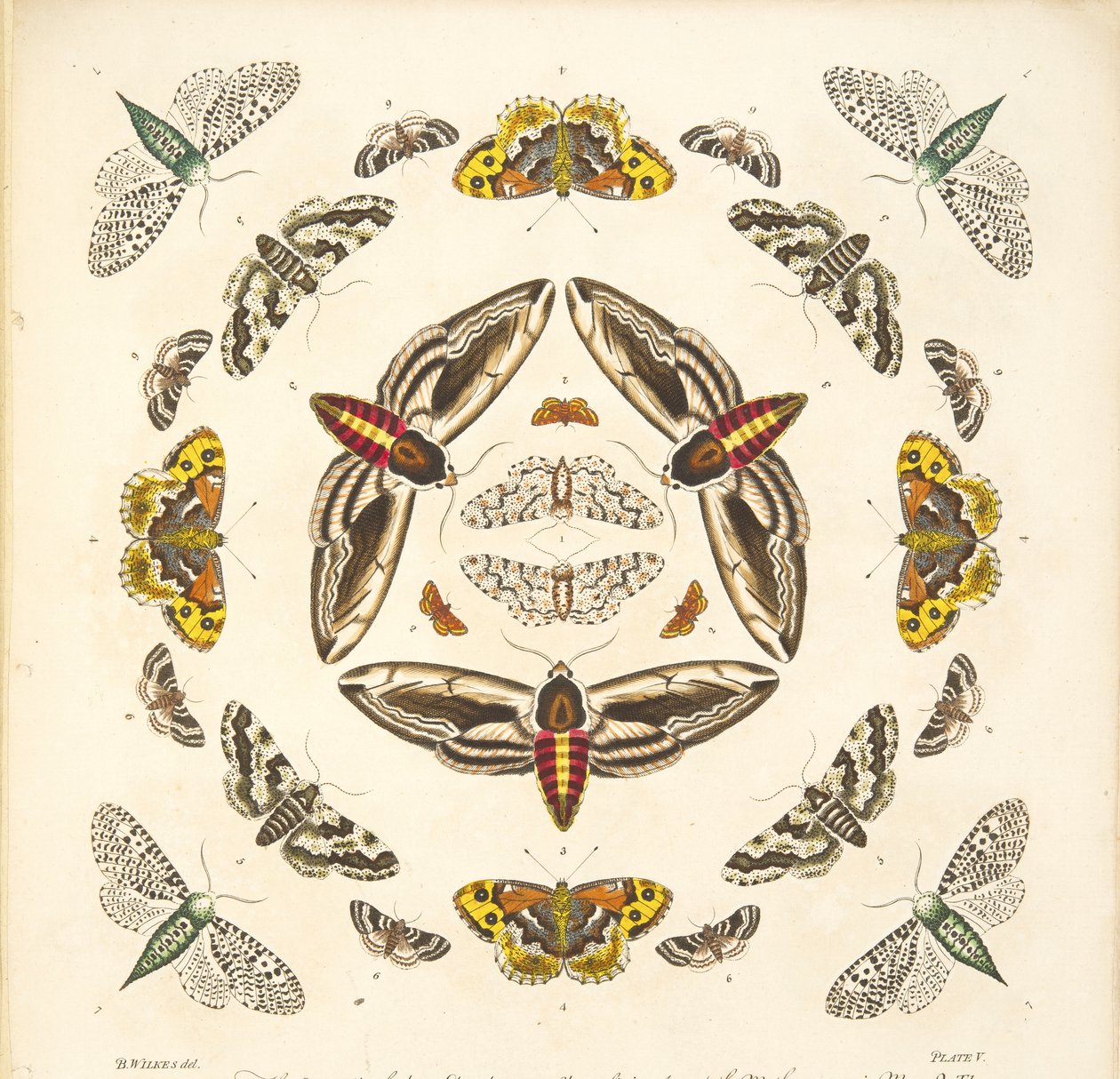 Fragment z il. V, z książki Rzadkie przedstawienie motyli i ciem, wyd. 1764 (grawerowanie ręcznie kolorowane) autorstwa Benjamin Wilkes