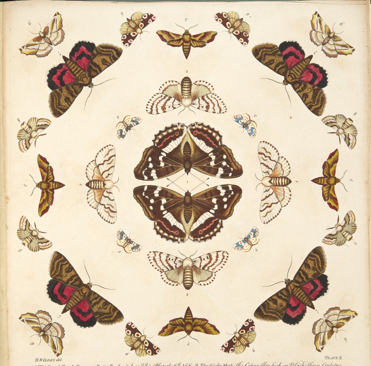 Fragment z ryciny X, z książki Rzadkie przedstawienie motyli i ciem, wyd. 1764 (grawerowanie ręcznie kolorowane) autorstwa Benjamin Wilkes