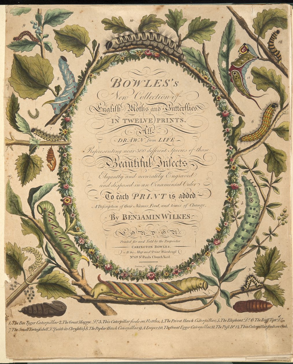 Frontispiece, z Rzadkiego przedstawienia motyli i ciem, wyd. 1764 (grawerowanie ręcznie kolorowane) autorstwa Benjamin Wilkes