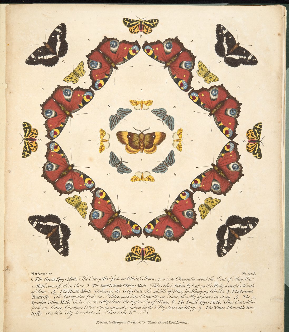 Płyta 1, z Rzadkich przedstawień motyli i ciem, wyd. 1764 (grawerowanie ręcznie kolorowane) autorstwa Benjamin Wilkes