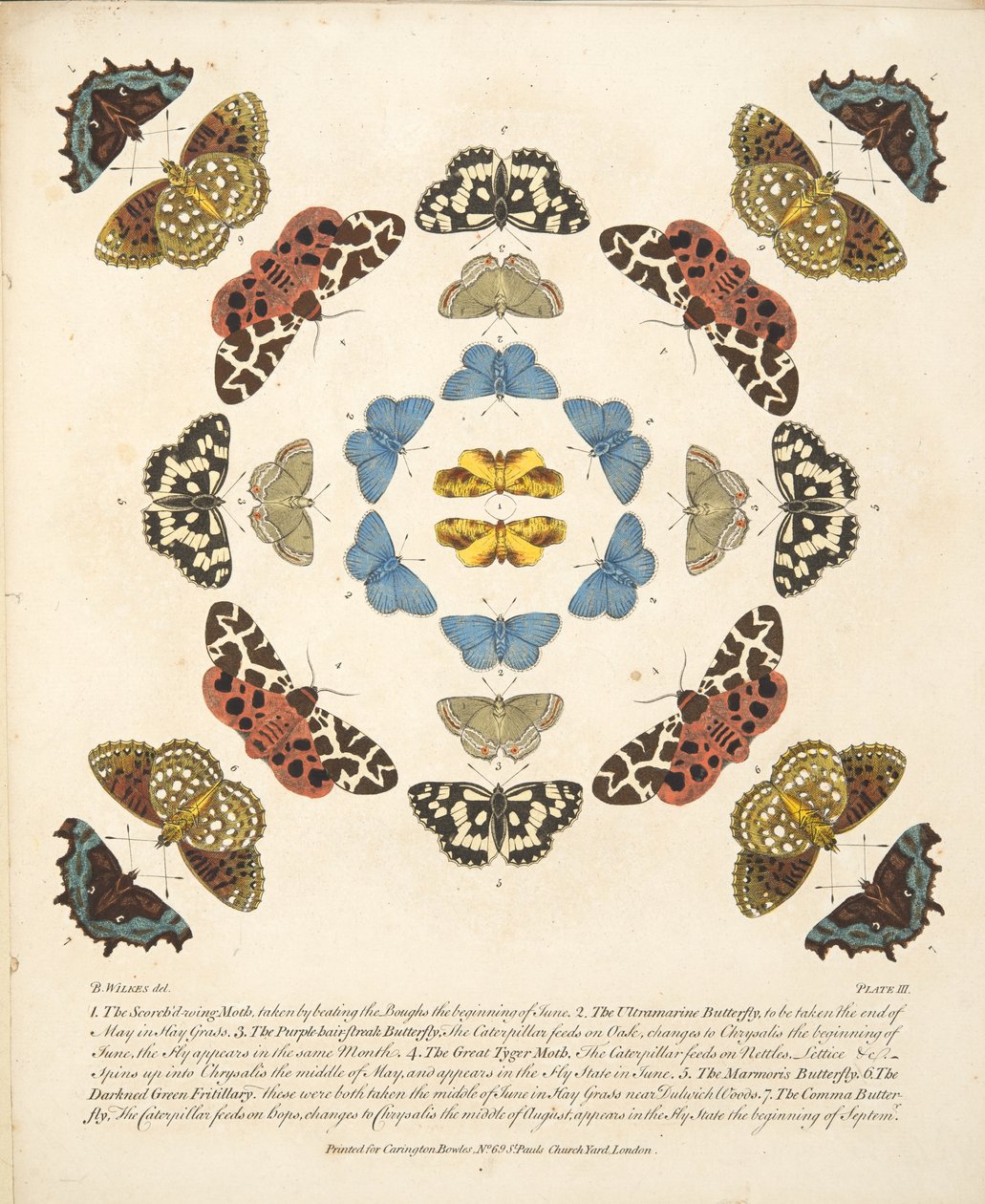Tablica III, z Rzadkich przedstawień motyli i ciem, wyd. 1764 (grawerowanie ręcznie kolorowane) autorstwa Benjamin Wilkes