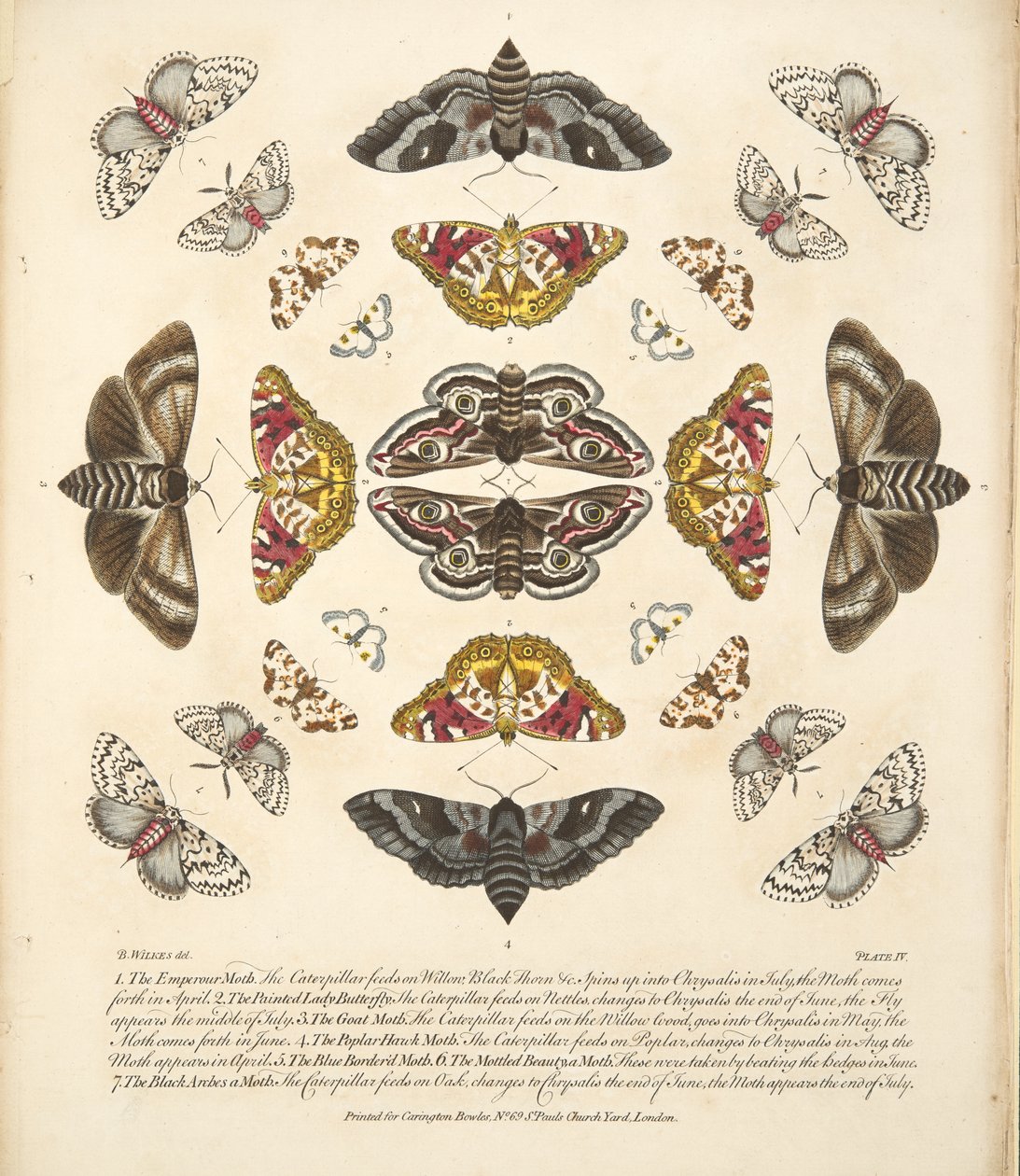 Tablica IV, z Rzadkich przedstawień motyli i ciem, wyd. 1764 (grawerowanie ręcznie kolorowane) autorstwa Benjamin Wilkes