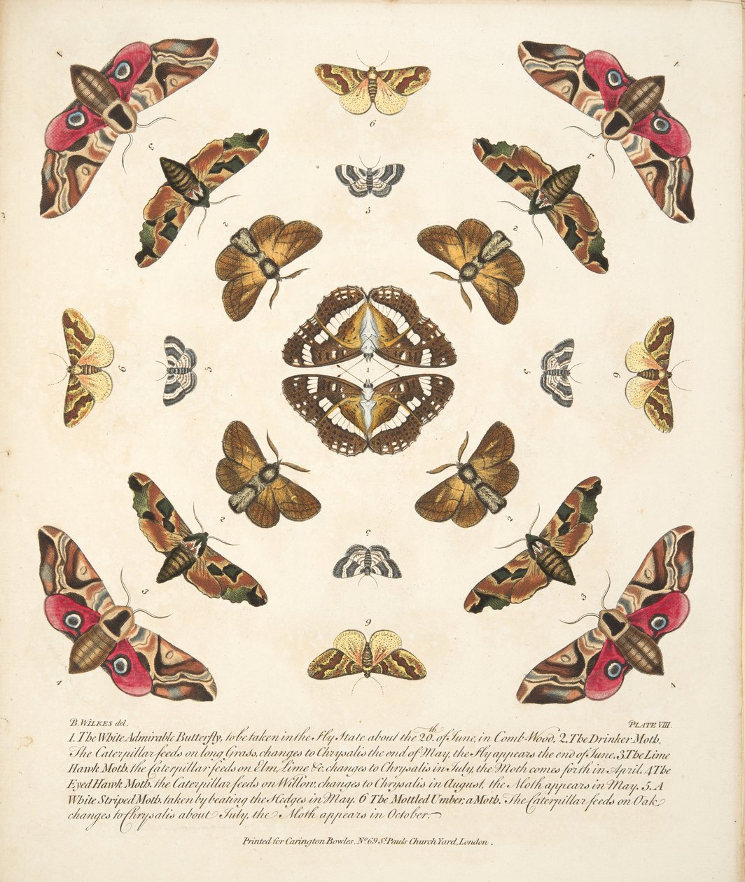 Tablica VIII, z Rzadkich przedstawień motyli i ciem, wyd. 1764 (grawerowanie ręcznie kolorowane) autorstwa Benjamin Wilkes