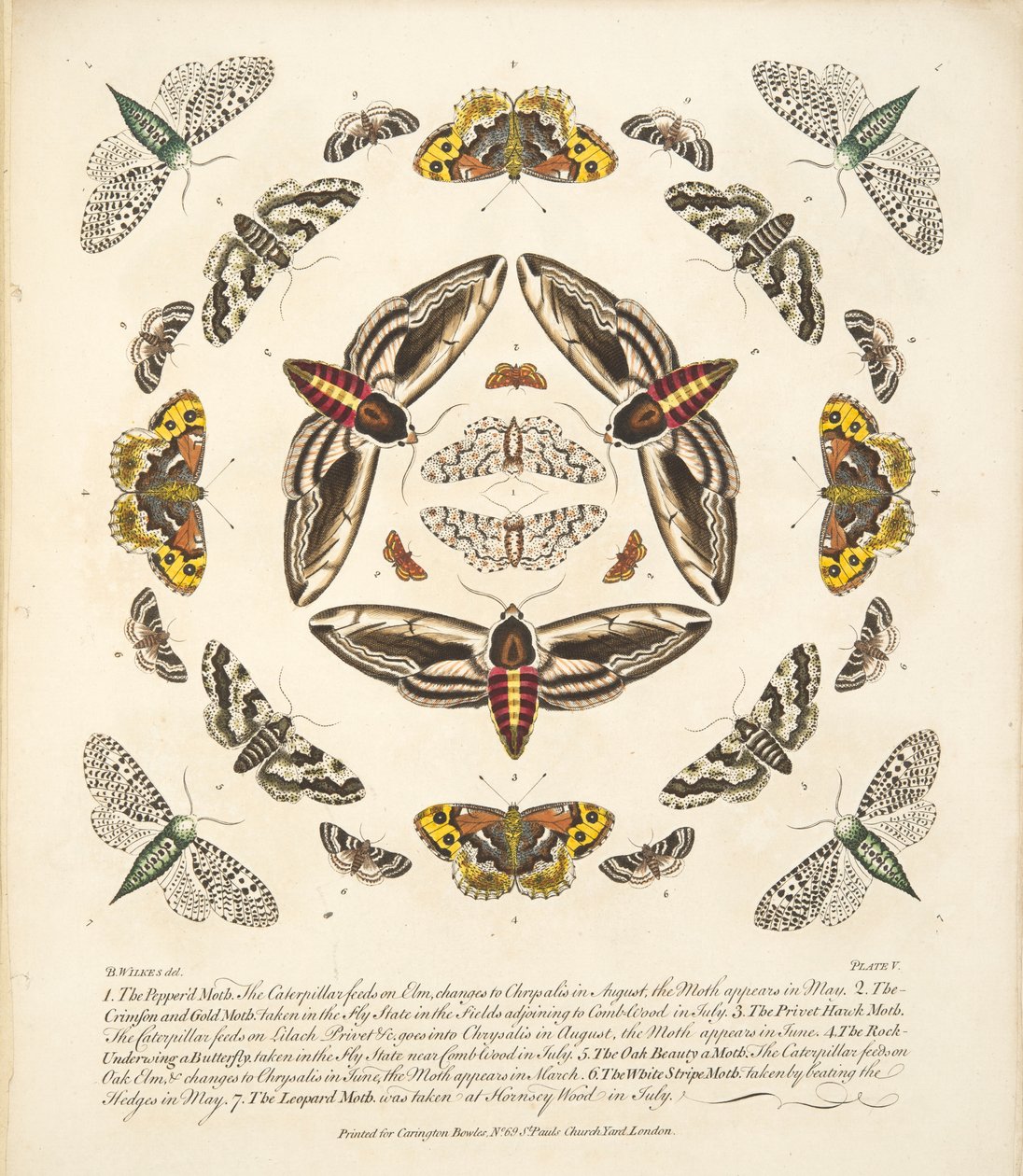 Tablica V, z Rzadkich przedstawień motyli i ciem, wyd. 1764 (grawerowanie ręcznie kolorowane) autorstwa Benjamin Wilkes