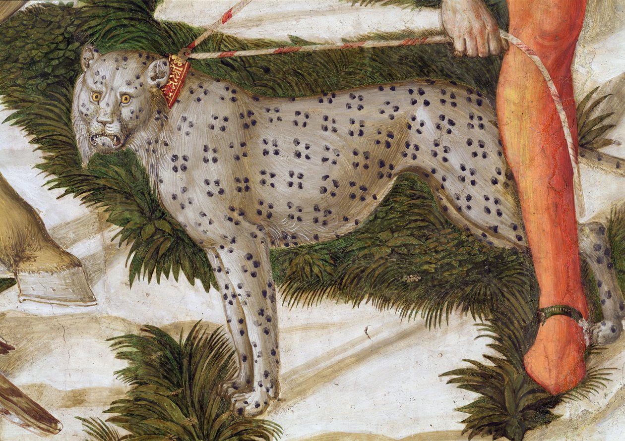 Lampart napinający się na smyczy, fragment z cyklu Podróż Trzech Króli w kaplicy, ok. 1460, fragment fresku z 70601 autorstwa Benozzo di Lese di Sandro Gozzoli