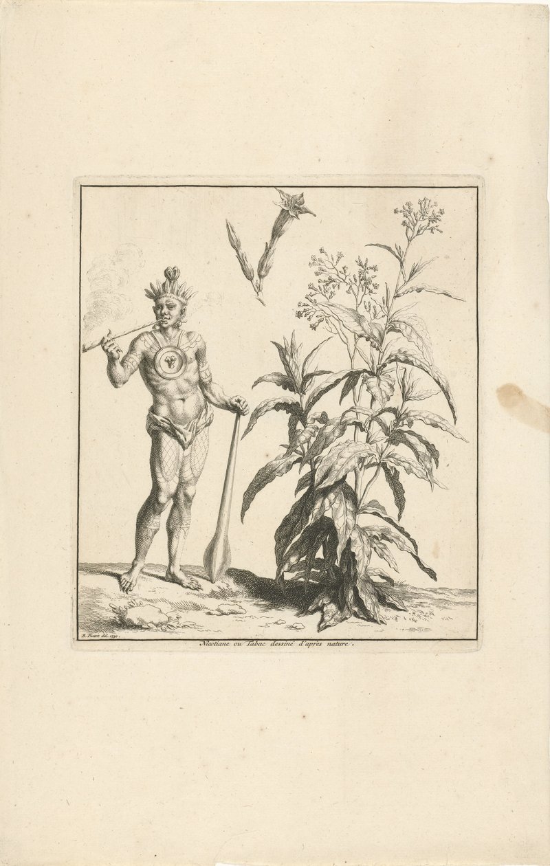 Tytoń i rdzenny mieszkaniec Ameryki Nicotiana ou Tabac dessine d