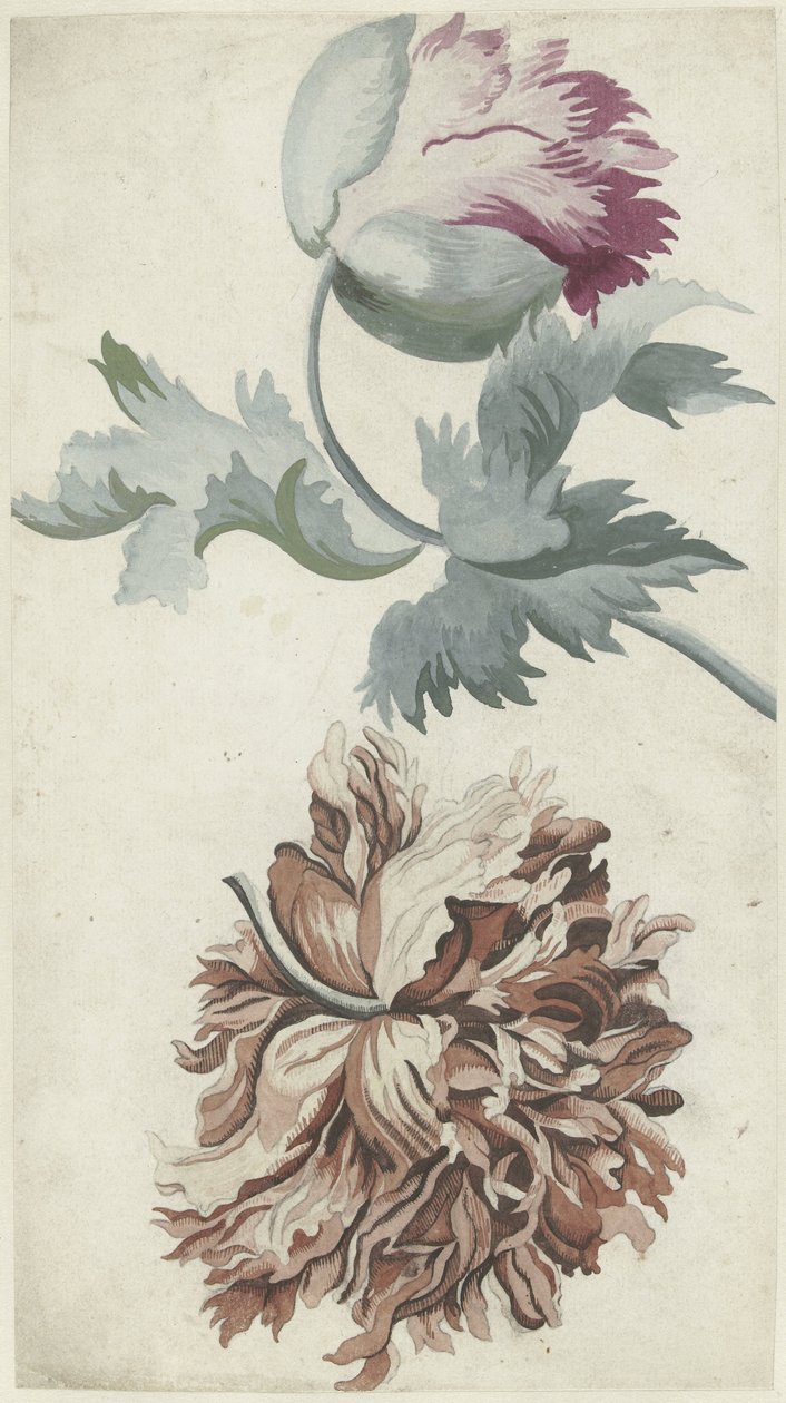 Papavers autorstwa Bernard Picart