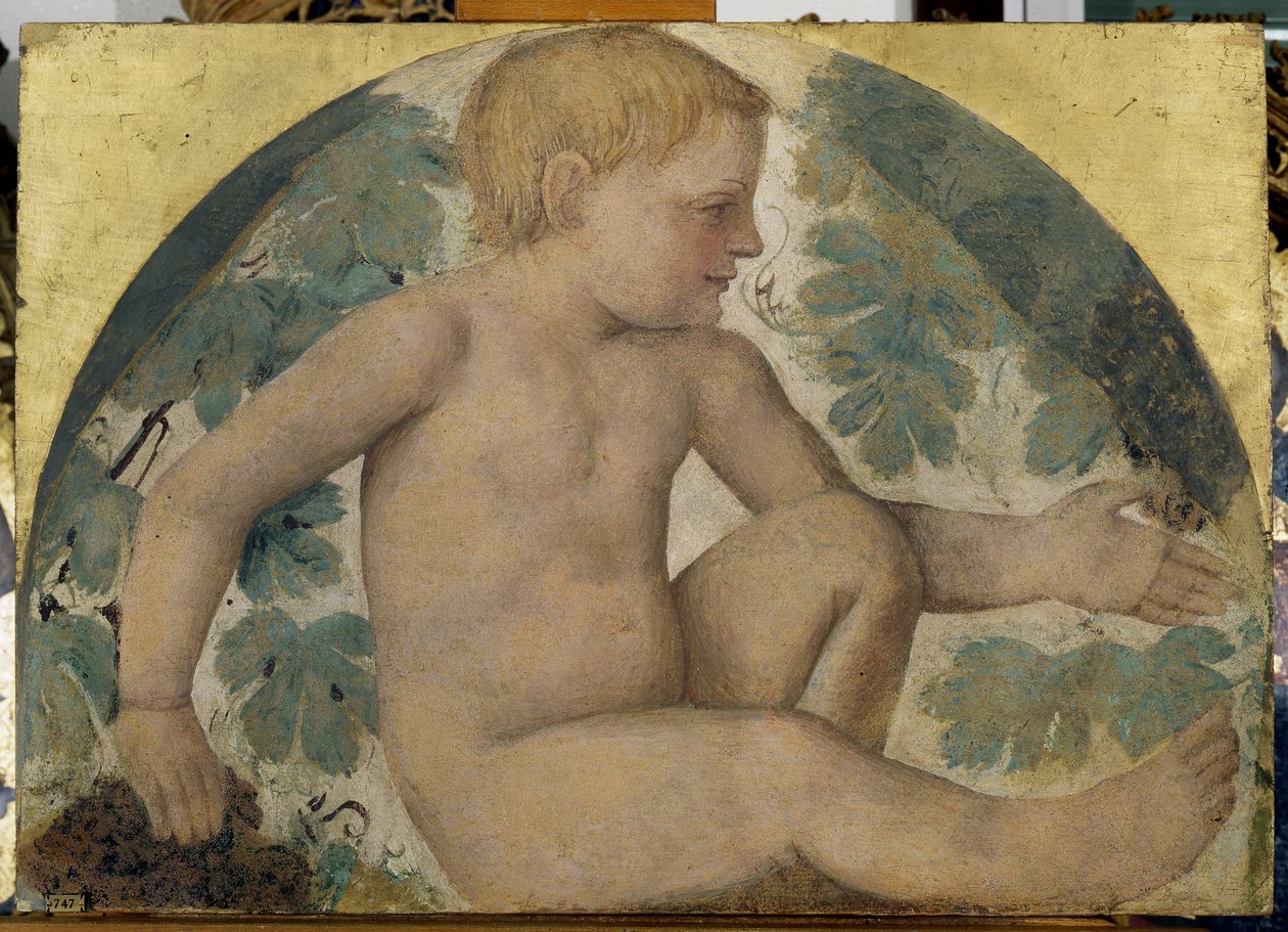 Zbieranie puttów - Putto pod pergolą, ok. 1514 (odłączony fresk na pokładzie) autorstwa Bernardino Luini