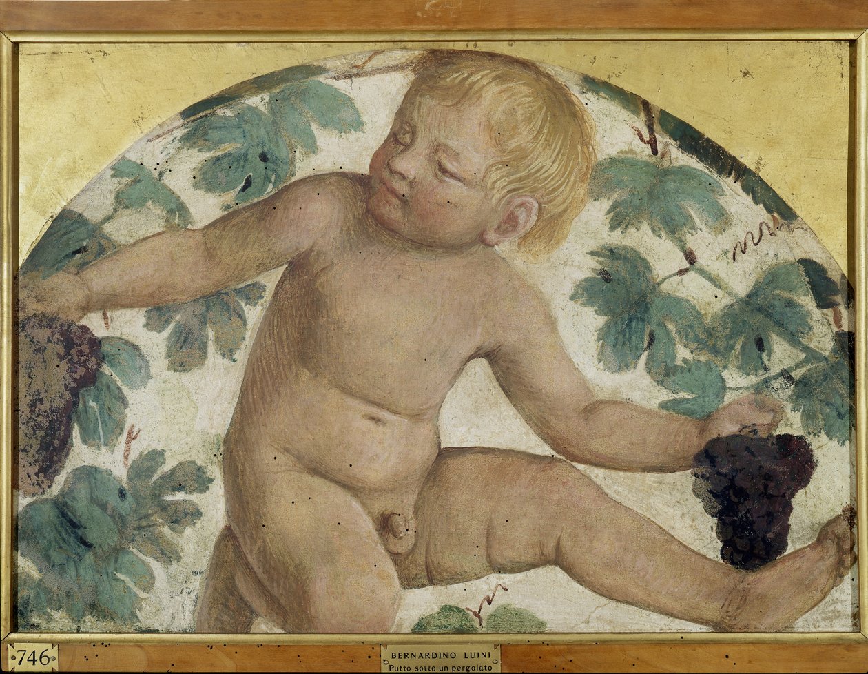 Zbieranie puttów - Putto pod pergolą, ok. 1514 (odłączony fresk na pokładzie) autorstwa Bernardino Luini