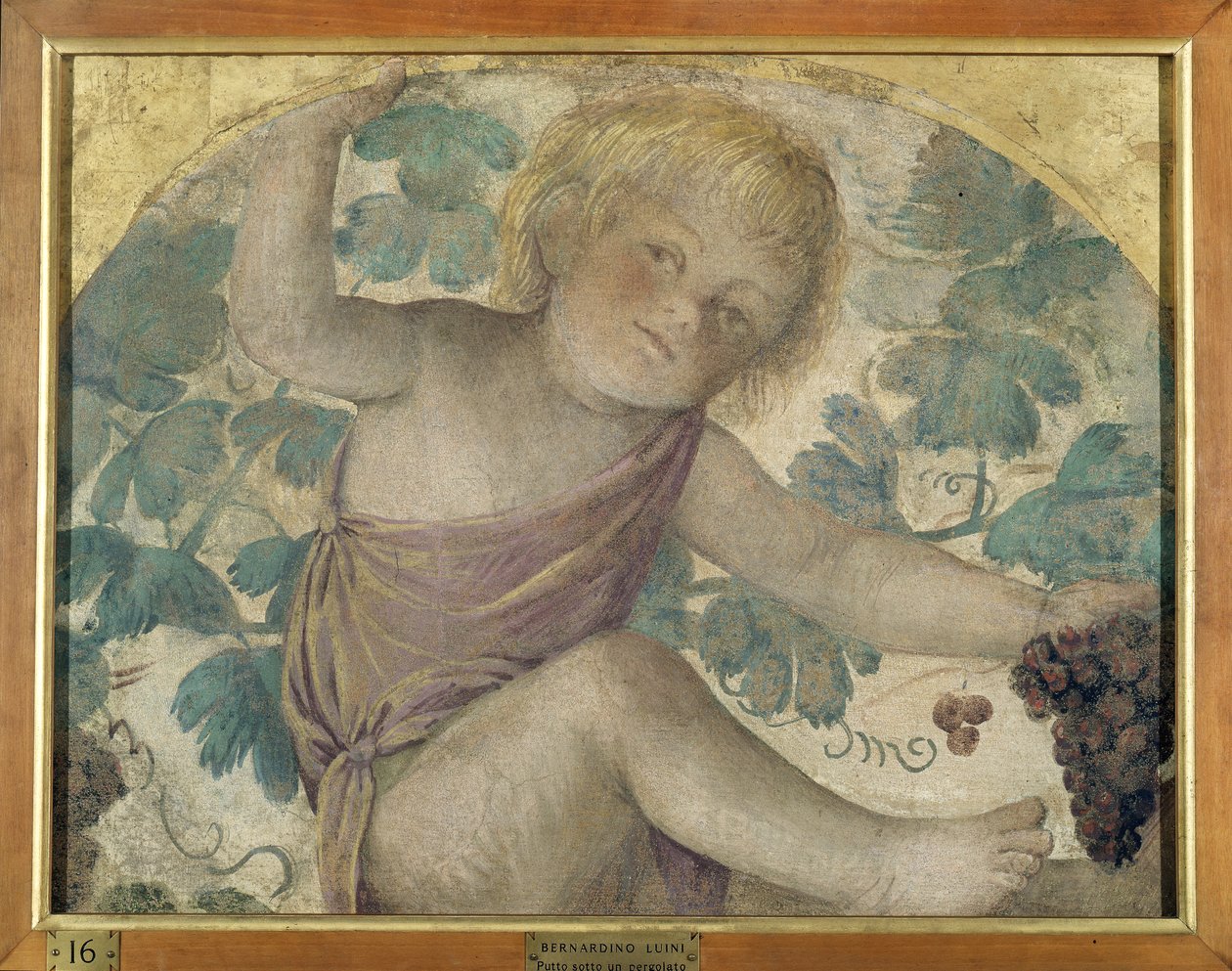 Zbieranie puttów - Putto pod pergolą, ok. 1514 (odłączony fresk na pokładzie) autorstwa Bernardino Luini