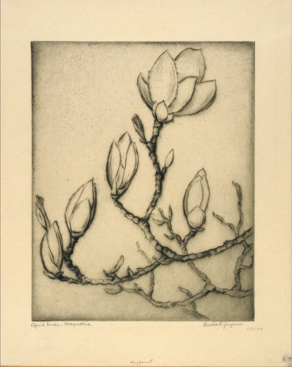 Kwietniowe pąki - Magnolia autorstwa Bertha E. Jaques