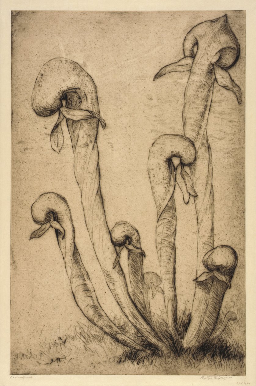 Darlingtonia autorstwa Bertha E. Jaques