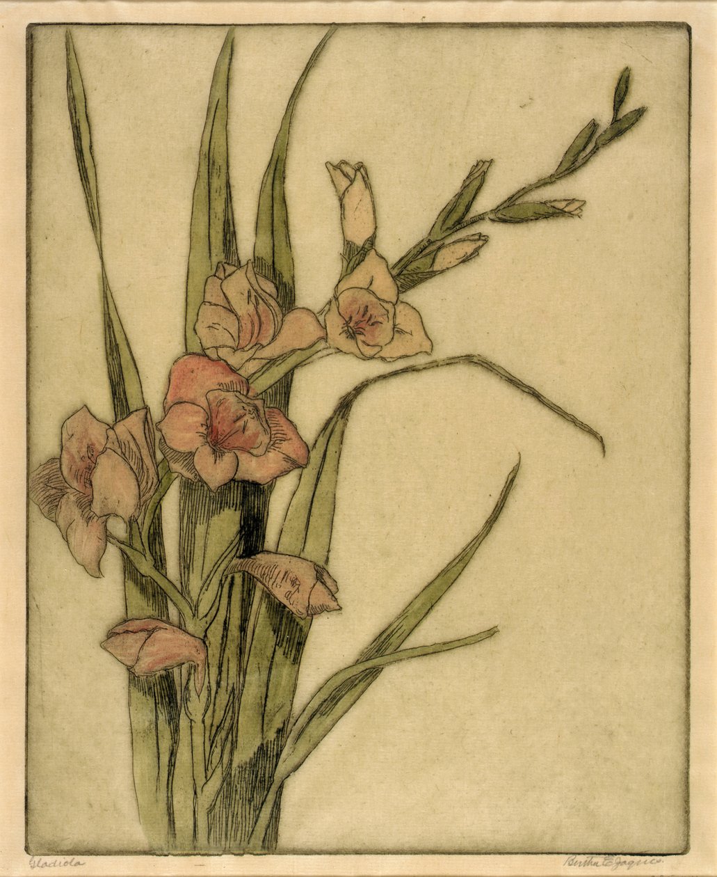 Gladiola autorstwa Bertha E. Jaques