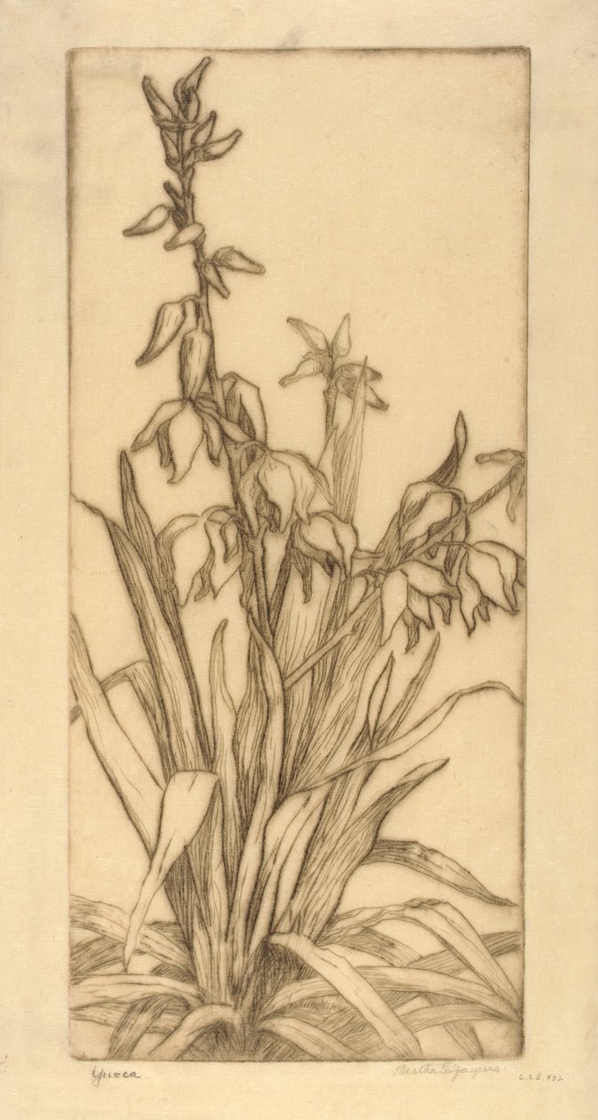 Yucca autorstwa Bertha E. Jaques
