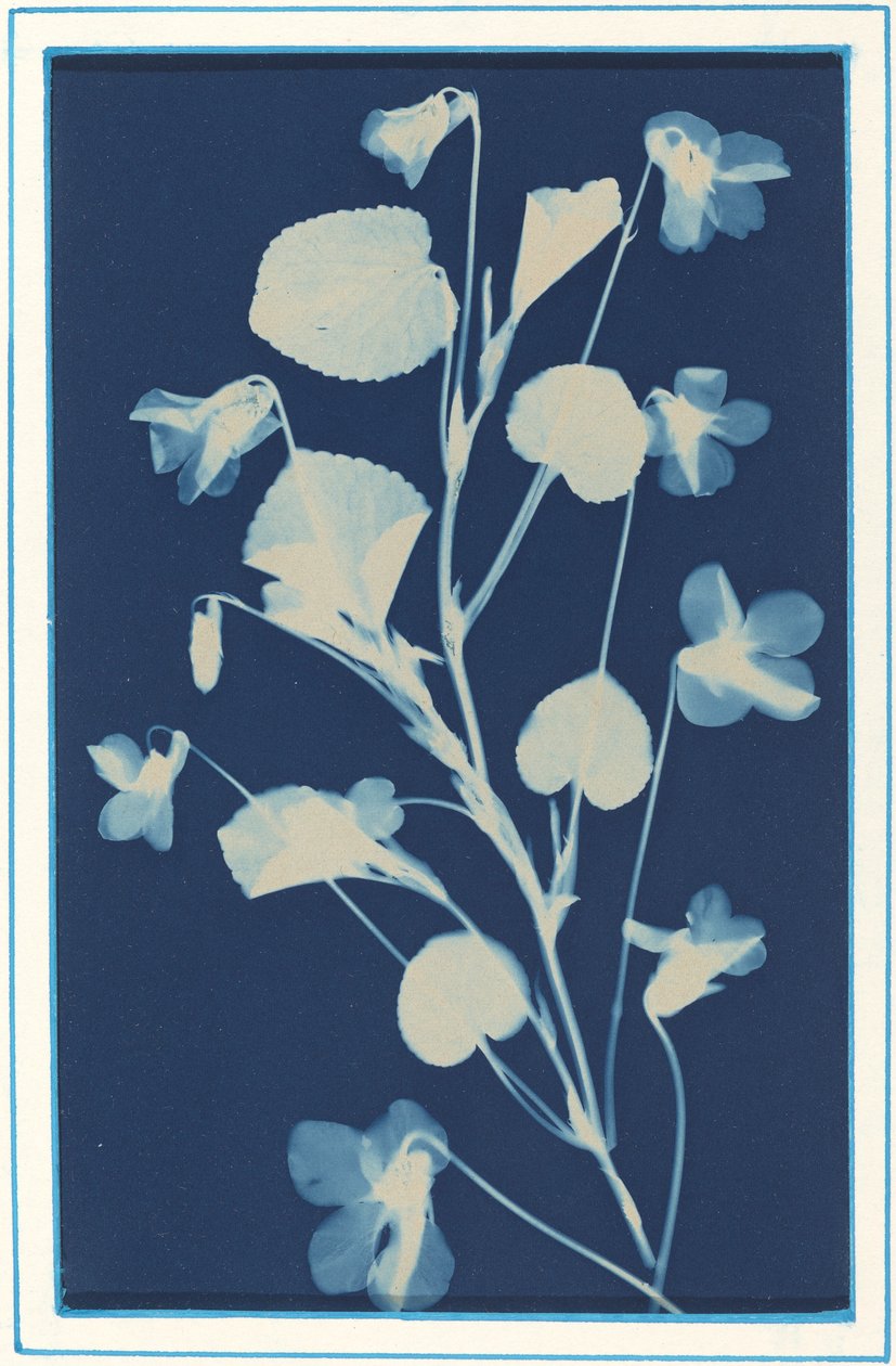 Nieuprawny autorstwa Bertha Evelyn Jaques