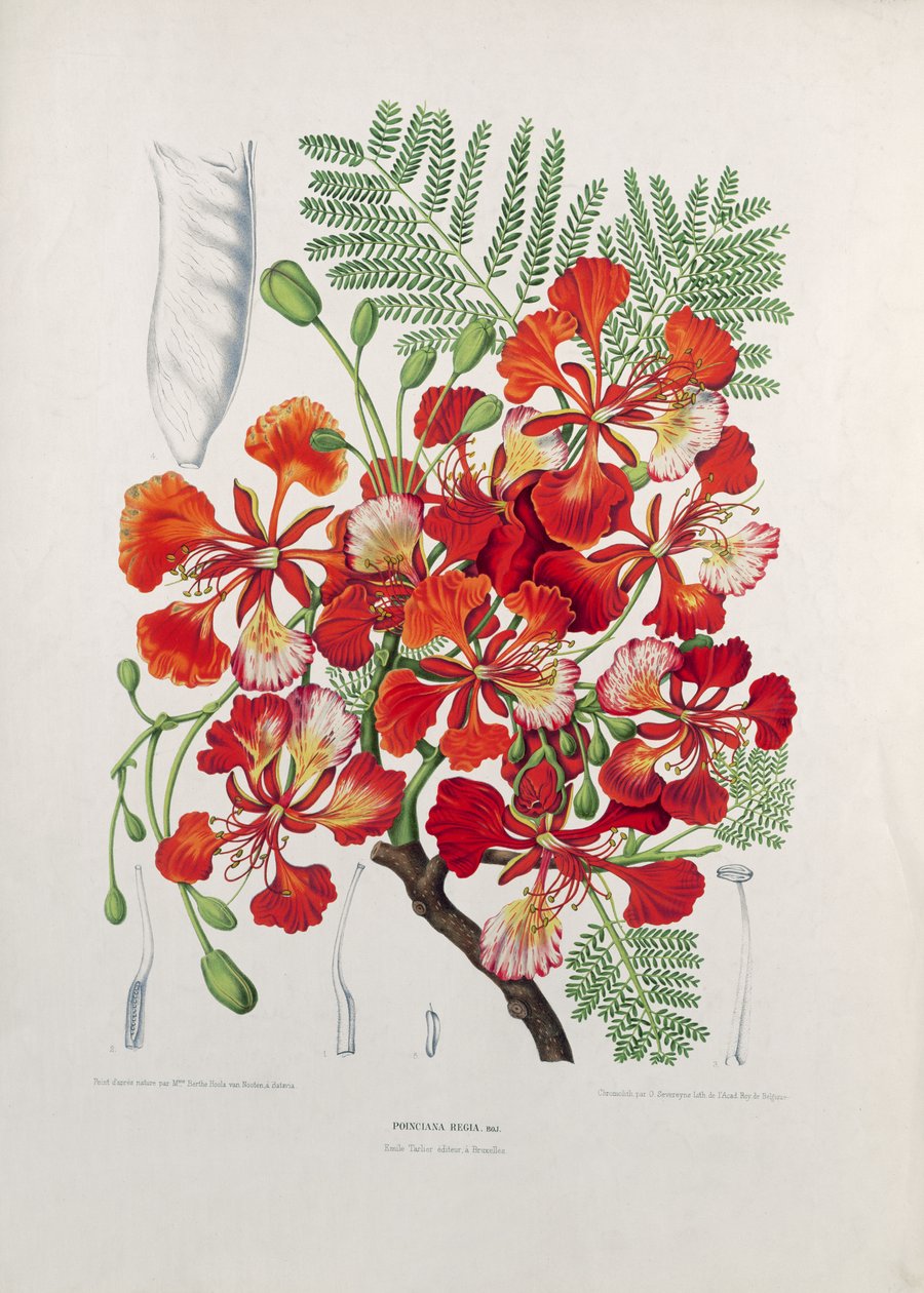 Poinciana Regia, ilustracja z Wybranych kwiatów, owoców i listowia flory i pomony na wyspie Jawa, rytowana przez G. Severeynsa, 1885 (kolorowa chromatografia) autorstwa Berthe Hoola van Nooten