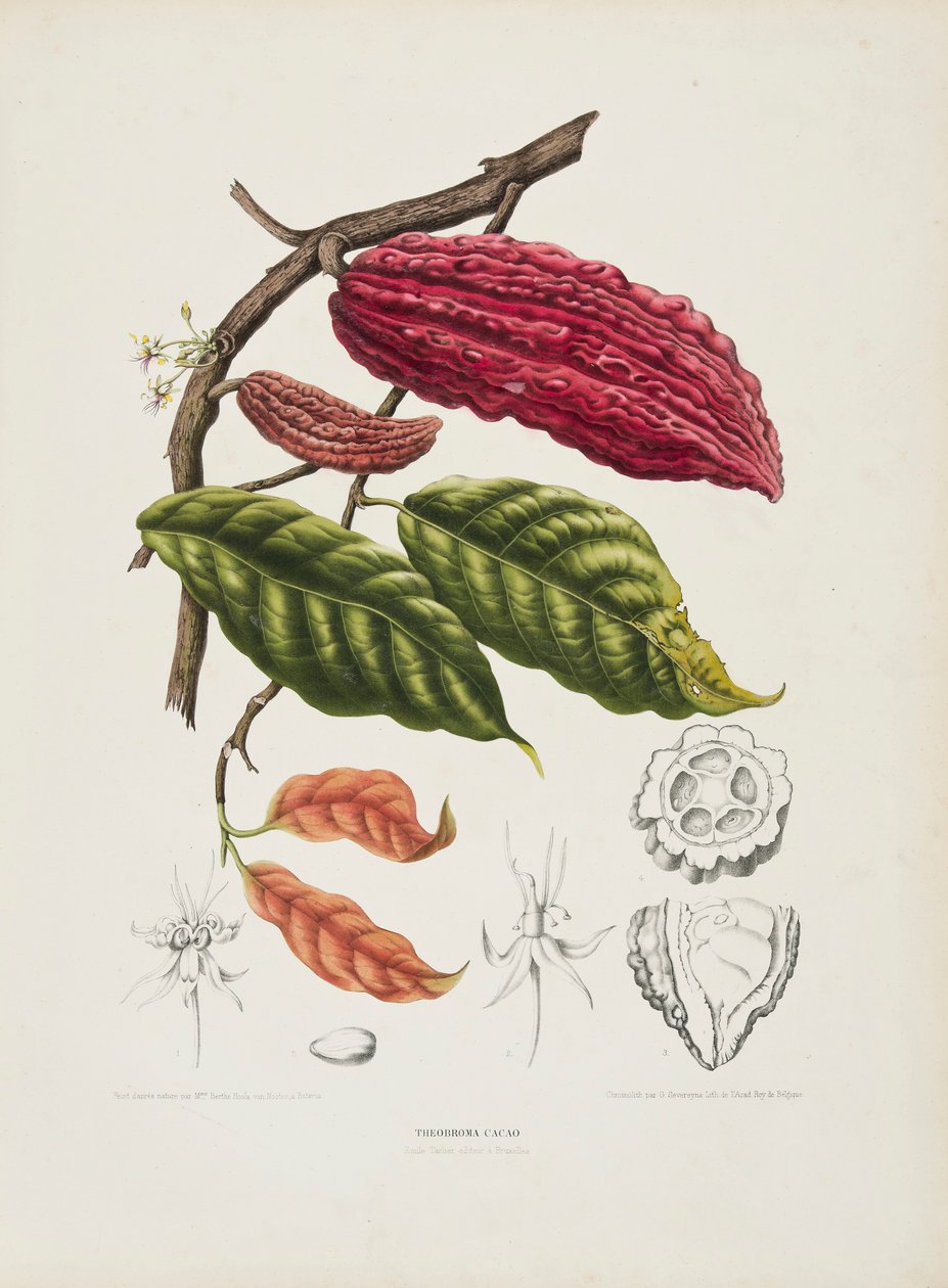 Theobroma, drzewo kakaowe, ok. 1840-1890. autorstwa Berthe Hoola van Nooten
