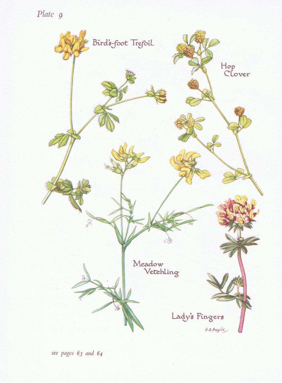 Ptasia koniczyna, Ladys Fingers, Hop Clover, Meadow Vetchling, 1951 autorstwa Bessie D. Inglis