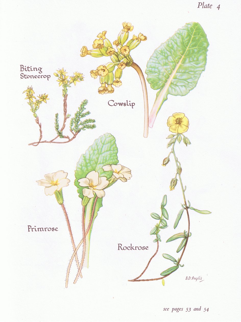 Rozchodnik gryzący lub papryka, cowslip, rockrose, pierwiosnek, 1951 autorstwa Bessie D. Inglis