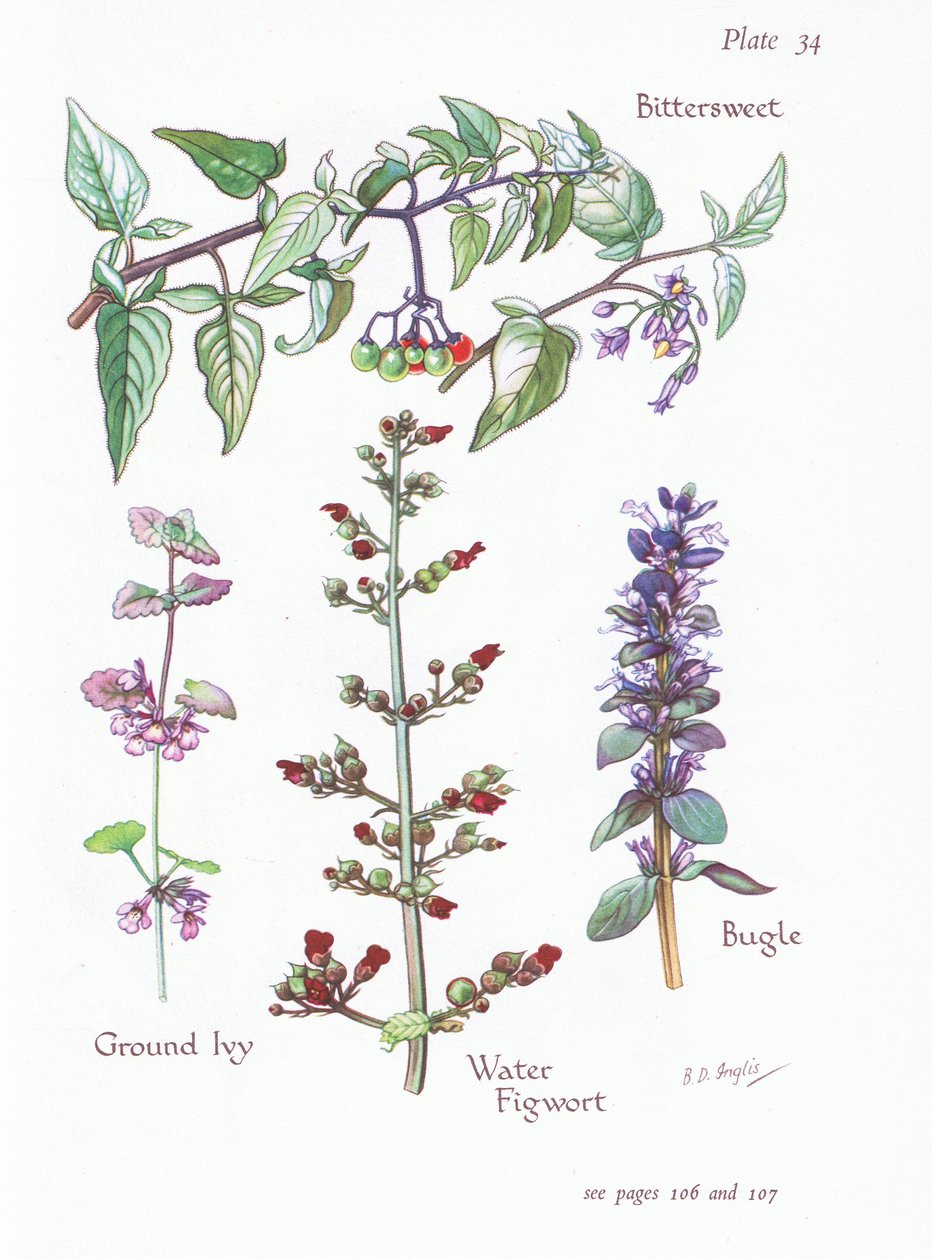 Słodko-gorzki, mielony bluszcz, trąbka, figwort wodny, 1951 autorstwa Bessie D. Inglis