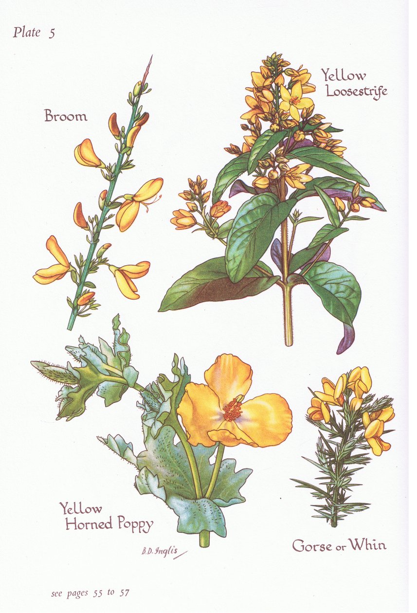 Miotła, Gorse, Whin lub Furze, Yellow Loosestrife, Yellow Horned Poppy, 1951 autorstwa Bessie D. Inglis