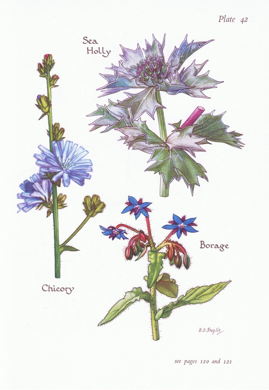Cykoria lub Succory, ostrokrzew morski, ogórecznik, 1951 autorstwa Bessie D. Inglis