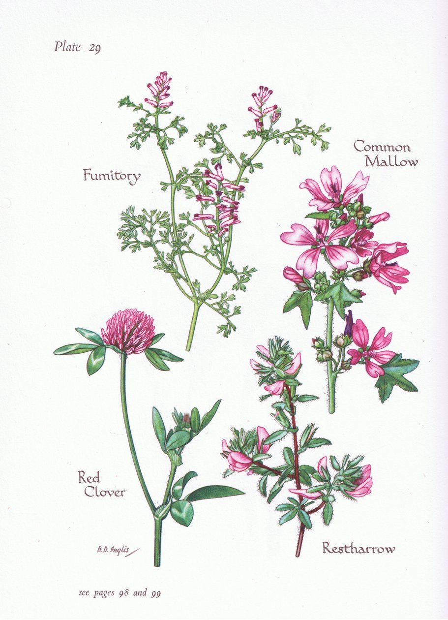 malwa zwyczajna, retharrow, fumitory, koniczyna czerwona, 1951 autorstwa Bessie D. Inglis