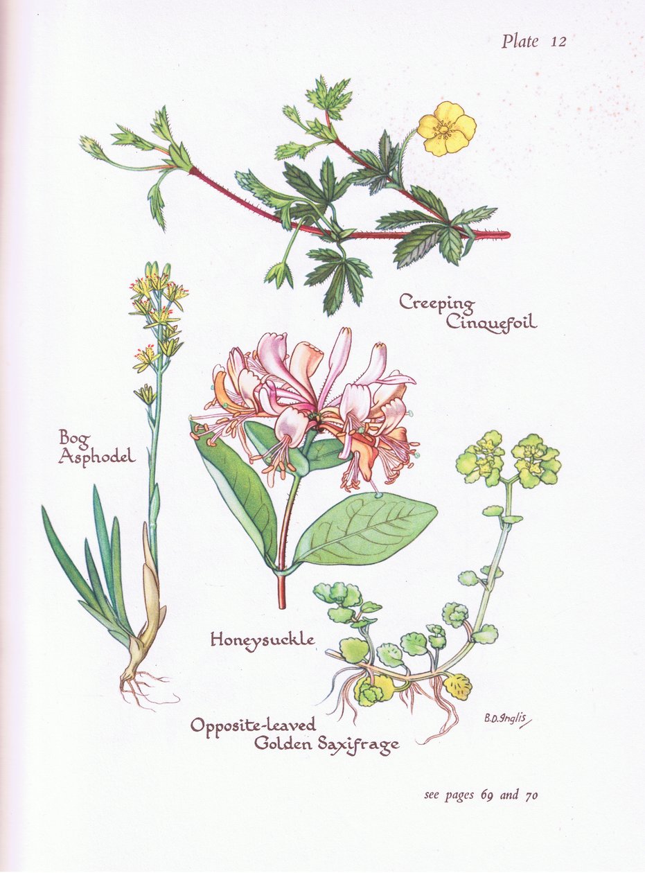Pięciornik pełzający, Asfodel bagienny, Wiciokrzew lub Wiciokrzew, Naprzeciwko - złoty skalenica liściasta, 1951 autorstwa Bessie D. Inglis