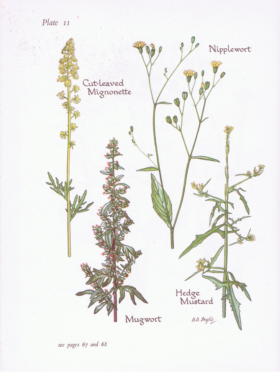 Mignonette cięte, bylica, sutek, musztarda żywopłotowa, 1951 autorstwa Bessie D. Inglis