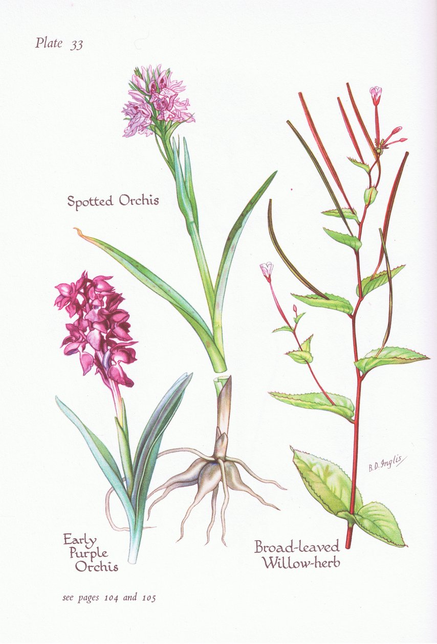 Wczesna fioletowa orchidea, storczyk plamisty, ziele wierzby szerokolistnej, 1951 autorstwa Bessie D. Inglis