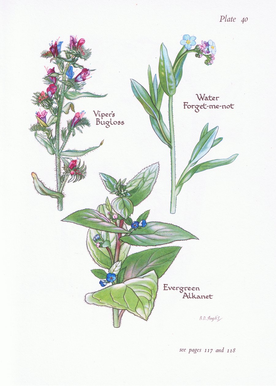 Evergreen Alkanet, Vipers Bugloss, Woda Niezapominajka, 1951 autorstwa Bessie D. Inglis