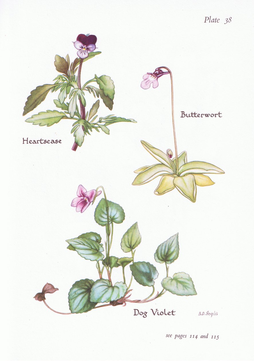 Heartsase, Pies Violet, Butterwort, 1951 autorstwa Bessie D. Inglis