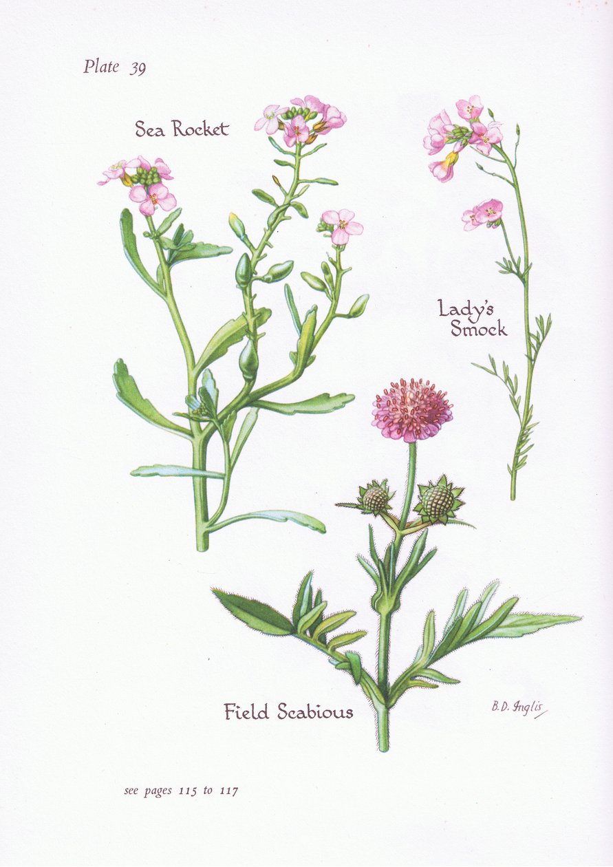 Ladys Smock lub Cuckoo Flower, świder polny, rakieta morska, 1951 autorstwa Bessie D. Inglis