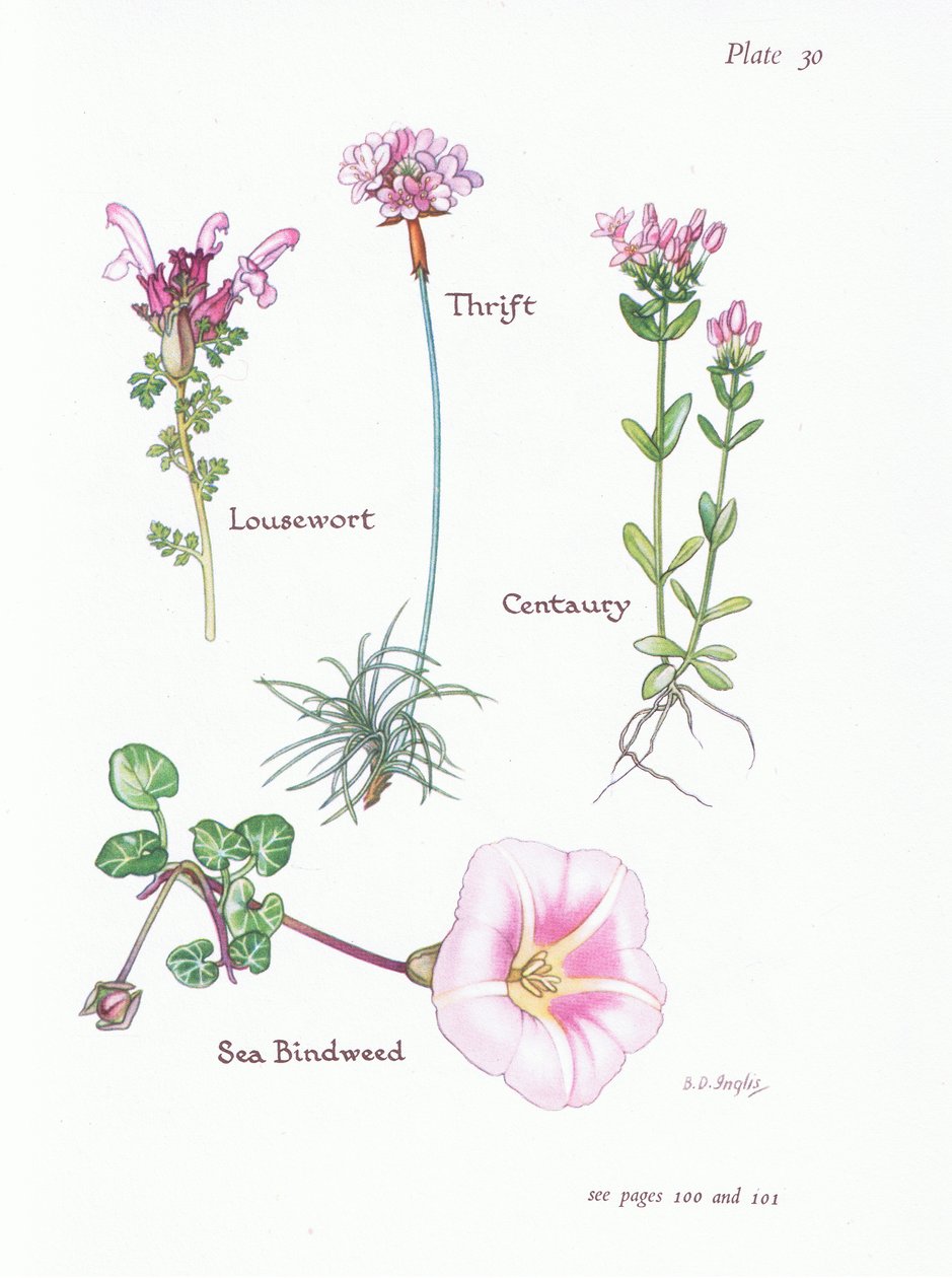 Lousewort, Thrift lub Sea Pink, Centaury, Powój morski, 1951 autorstwa Bessie D. Inglis