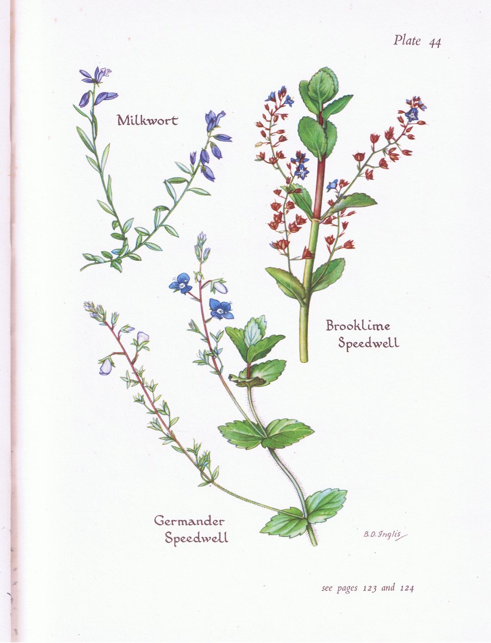 Milkwort, Brooklime, Speedwell, Germander Speedwell autorstwa Bessie D. Inglis