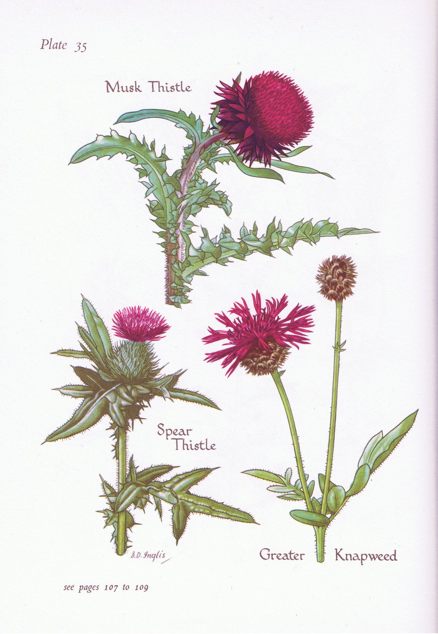 Ostropest Piżmowy, Ostropest Włóczniowy, Knapweed, 1951 autorstwa Bessie D. Inglis