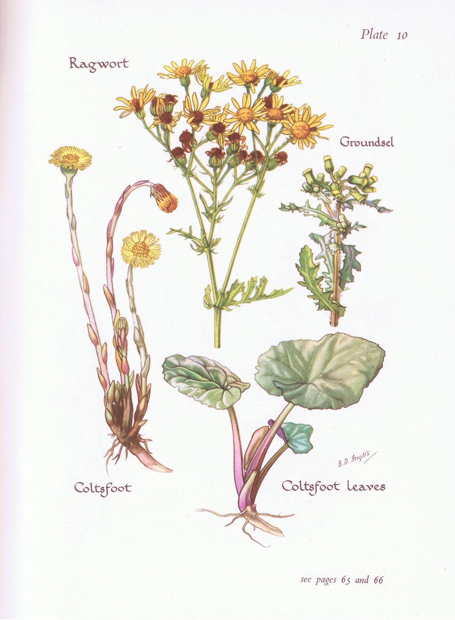 Krostawiec, Groundsel, Podbiał, 1951 autorstwa Bessie D. Inglis