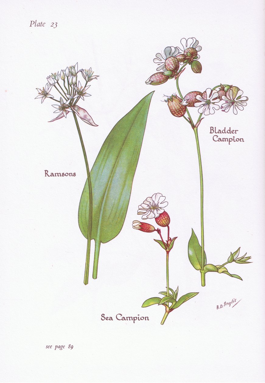 Ramsons, Pęcherz Campion, Sea Campion, 1951 autorstwa Bessie D. Inglis