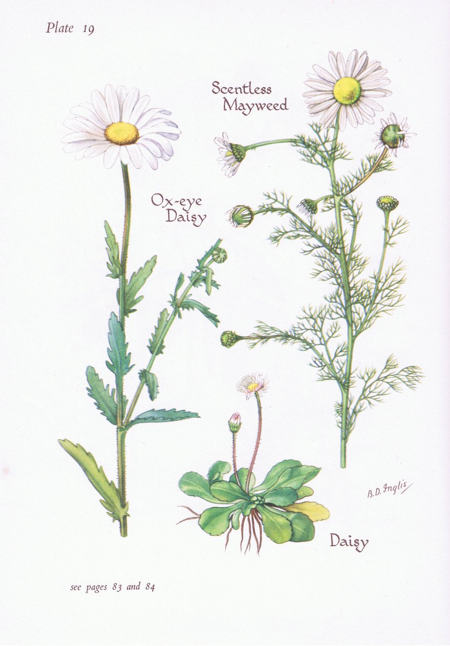 Bezzapachowa Mayweed, Daisy, Ox-Eye Daisy, 1951 autorstwa Bessie D. Inglis