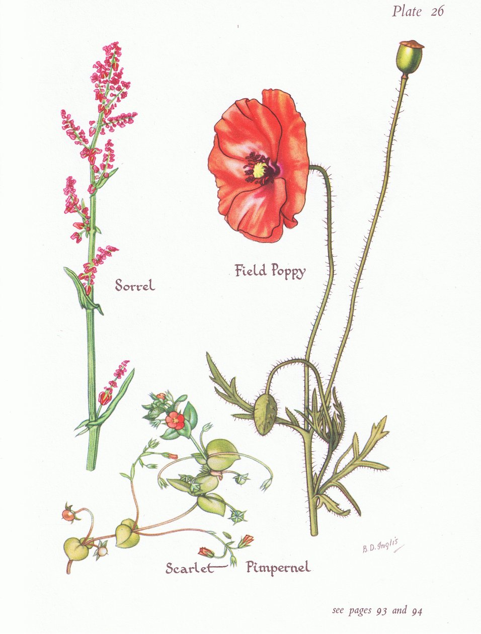 Szczaw, Szkarłatny Pimpernel, Mak polny, 1951 autorstwa Bessie D. Inglis