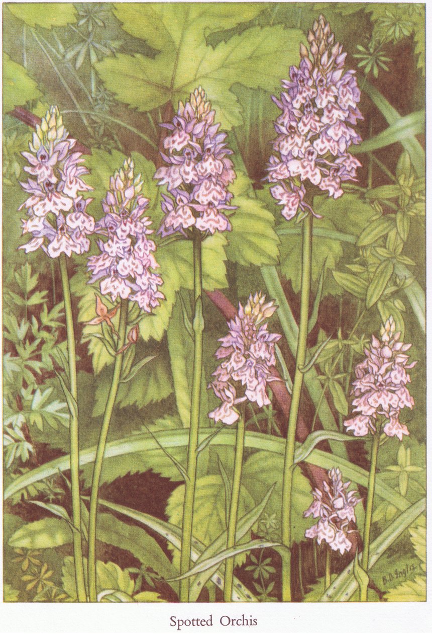 Storczyk cętkowany, 1951 autorstwa Bessie D. Inglis